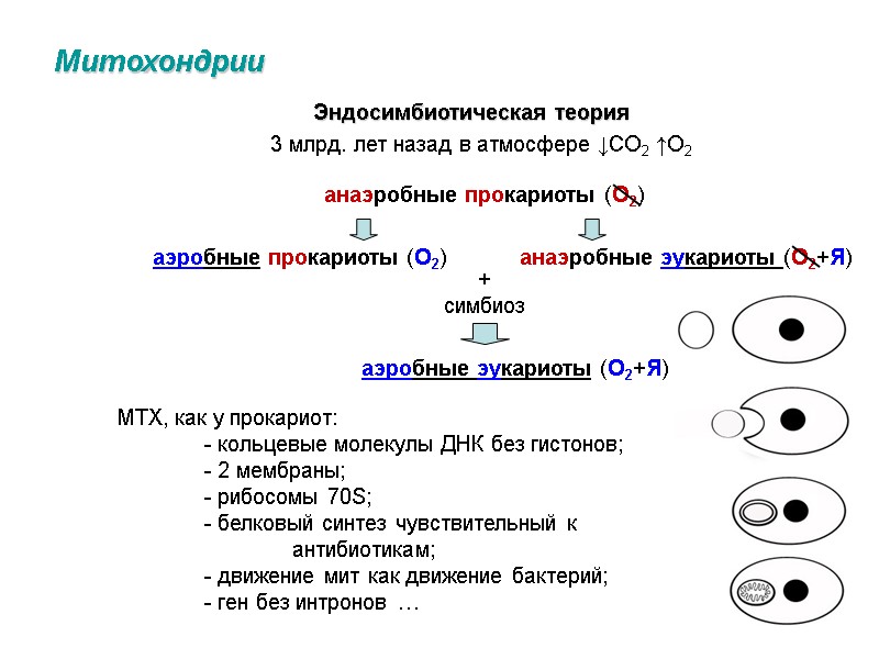 Митохондрии Эндосимбиотическая теория  3 млрд. лет назад в атмосфере ↓СО2 ↑О2  